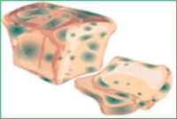 image of moldy bread