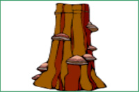 image of a tree stump with mushrooms